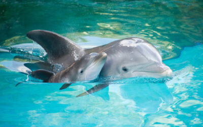 Pesticide Ingredients Found in Dolphins, Bird and Fish