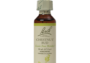 Chestnut Bud Flower Essence 20 ml