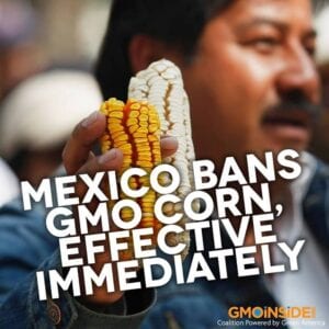 mexico bans GMO corn and glyphosate Roundup