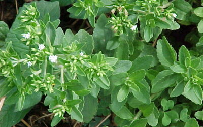 Good stevia versus bad stevia – what to look for