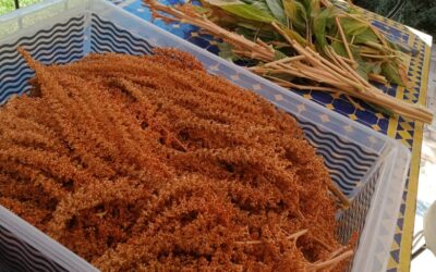 How to cook and grow amaranth, a superfood and nutrient powerhouse