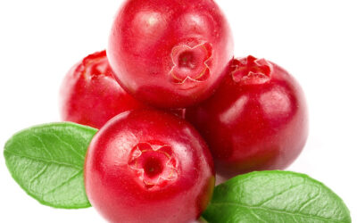 Cranberries: The holiday healthy superfood