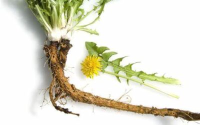 Dandelion leaf extract blocks spike proteins from binding to ACE2 receptors on cells