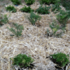 Orgonite Urban Garden Set - Image 10