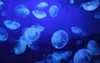 This company is using jellyfish to make eco-friendly tampons, diapers and pads