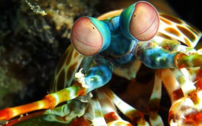 Mantis shrimp can see cancer before symptoms appear