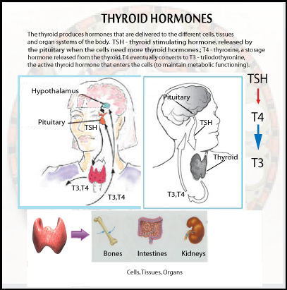 my-thyroid-chart