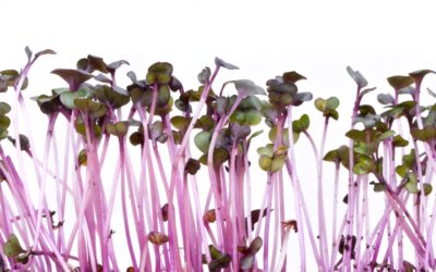 The latest superfood: red cabbage sprouts