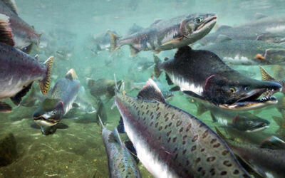 The huge environmental costs of salmon farms in South America